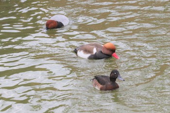 アカハジロ 弁天池公園(大阪府門真市) 2022年12月22日(木)