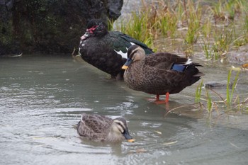 カルガモ 檜町公園(東京ミッドタウン) 2022年12月22日(木)