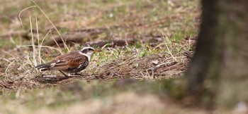 Dusky Thrush 大井埠頭(大井ふ頭) Thu, 3/15/2018