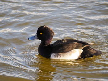 2022年12月14日(水) 不忍池(上野恩賜公園)の野鳥観察記録