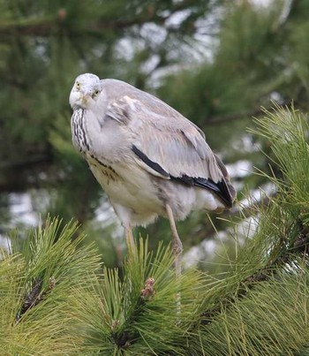 Grey Heron 大井埠頭(大井ふ頭) Thu, 3/15/2018