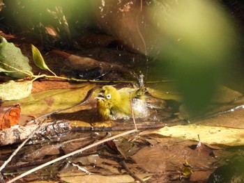 2022年12月20日(火) 服部緑地の野鳥観察記録