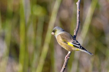 Grey-capped Greenfinch 杭瀬川スポーツ公園 Tue, 12/6/2022