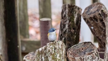 Red-flanked Bluetail Arima Fuji Park Thu, 12/22/2022