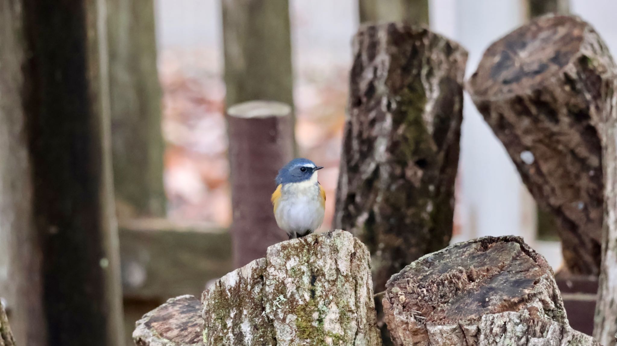 Photo of Red-flanked Bluetail at Arima Fuji Park by 洗濯バサミ