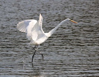 Great Egret 大井埠頭(大井ふ頭) Wed, 3/14/2018