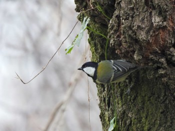 Wed, 12/21/2022 Birding report at Shinjuku Gyoen National Garden