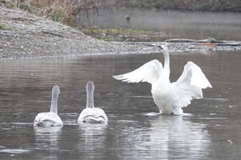 コハクチョウ 越辺川(埼玉県川島町) 2022年12月21日(水)