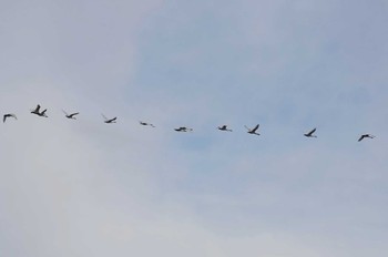 コハクチョウ 越辺川(埼玉県川島町) 2022年12月21日(水)