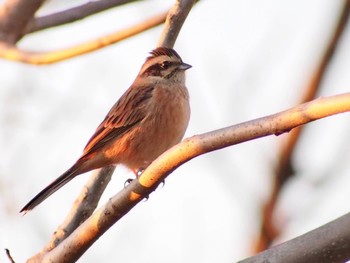 2022年12月19日(月) ふれあい松戸川の野鳥観察記録