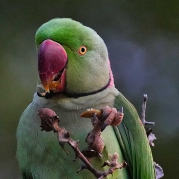 Alexandrine Parakeet 九龍公園 Mon, 12/19/2022