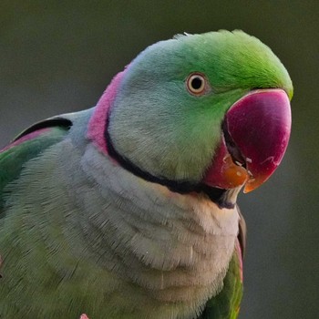 Alexandrine Parakeet 九龍公園 Mon, 12/19/2022