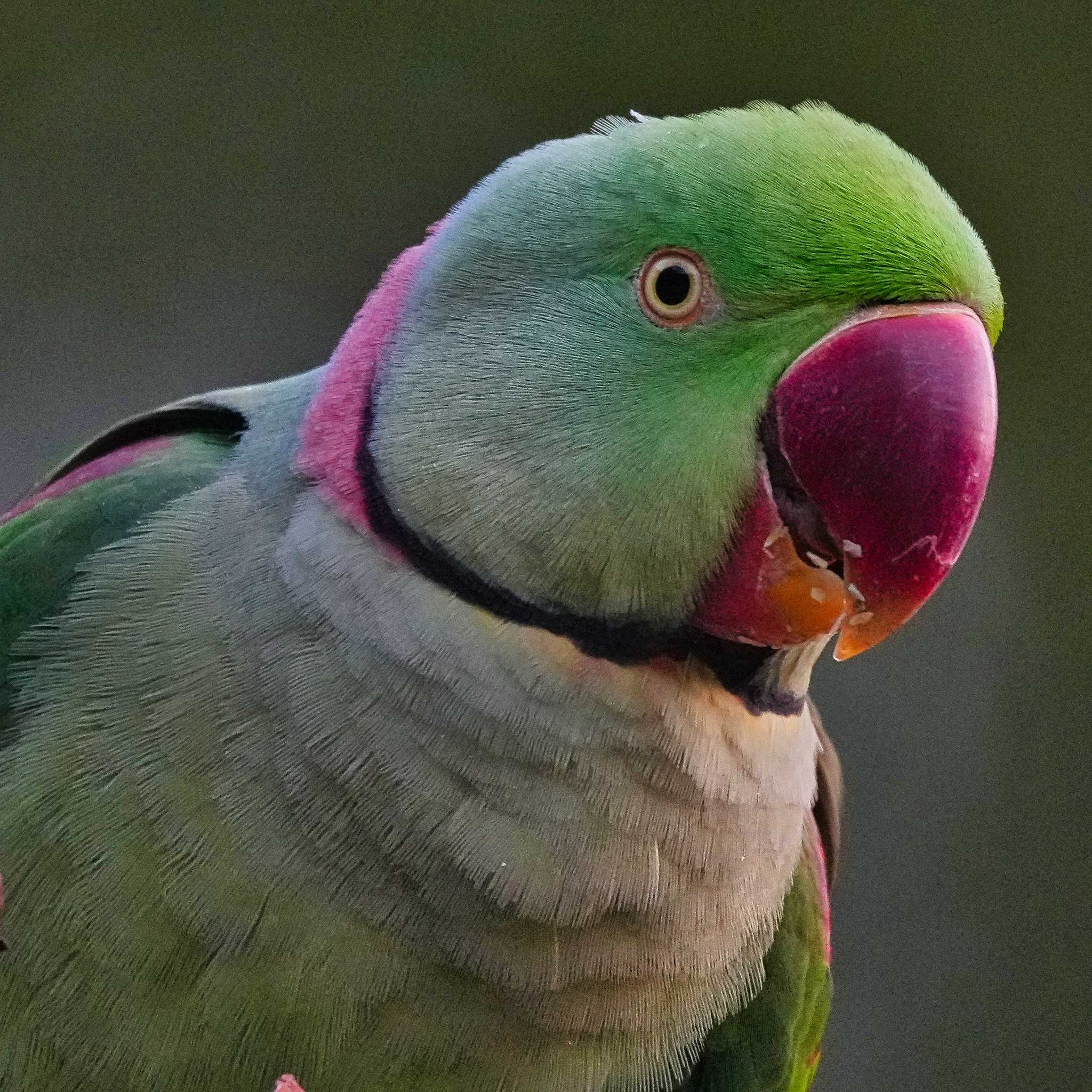 九龍公園 オオホンセイインコの写真