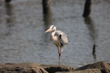 Grey Heron 大井埠頭(大井ふ頭) Wed, 3/14/2018