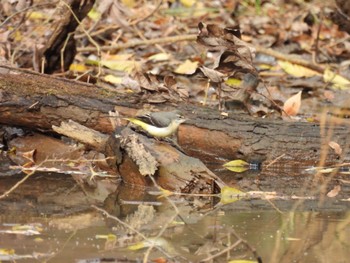 Grey Wagtail 三ツ又沼ビオトープ Sat, 12/3/2022