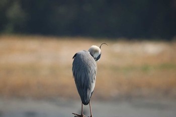 Grey Heron 大井埠頭(大井ふ頭) Wed, 3/14/2018