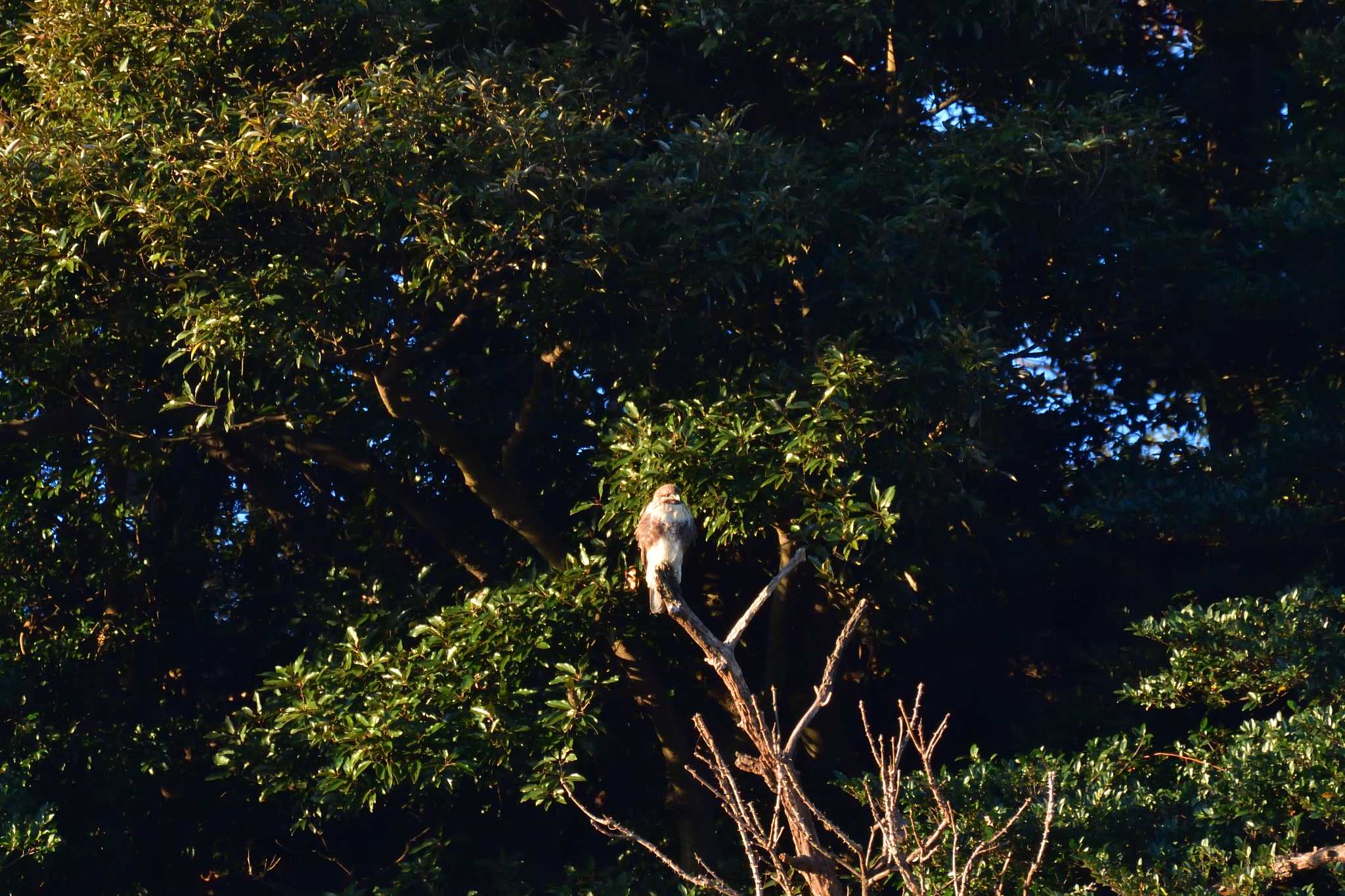 長浜公園 ノスリの写真