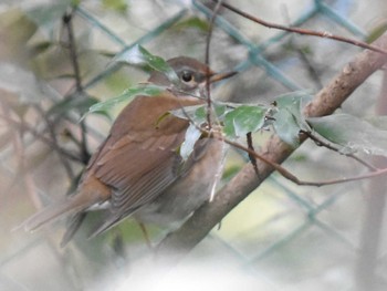 Pale Thrush 立田山 Fri, 12/23/2022