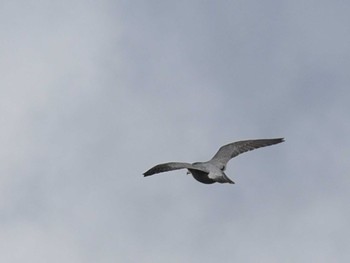 Peregrine Falcon 立田山 Fri, 12/23/2022