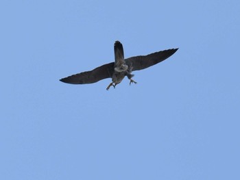 Peregrine Falcon 立田山 Fri, 12/23/2022