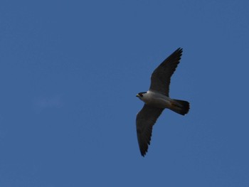 Peregrine Falcon 立田山 Fri, 12/23/2022