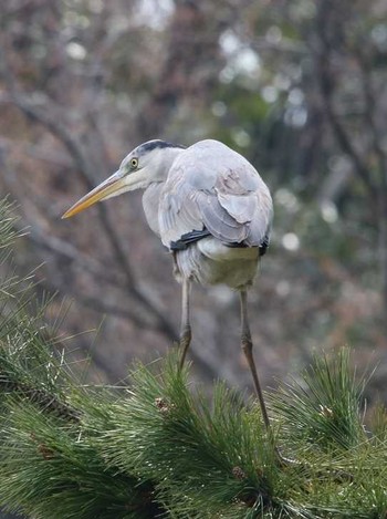 Grey Heron 大井埠頭(大井ふ頭) Thu, 3/15/2018