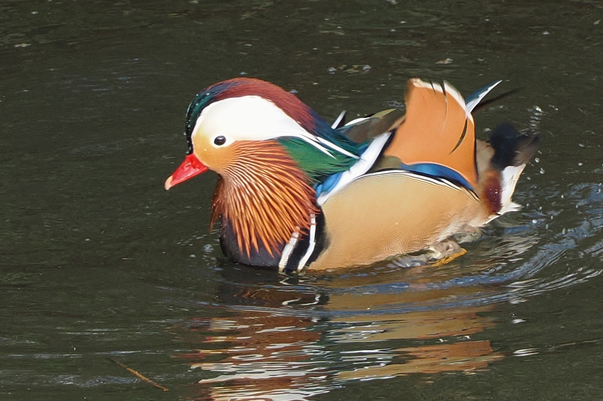 奈良山公園 オシドリの写真