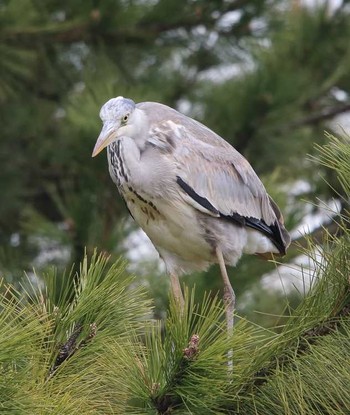 Grey Heron 大井埠頭(大井ふ頭) Thu, 3/15/2018