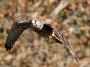 2022年12月23日(金) 境川遊水地公園の野鳥観察記録