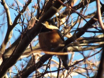 Varied Tit Higashitakane Forest park Fri, 12/23/2022