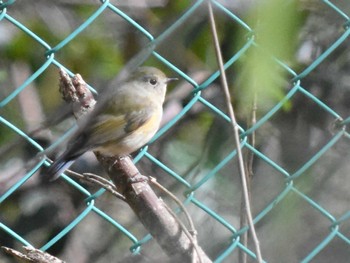 Red-flanked Bluetail 立田山 Fri, 12/23/2022