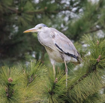 Grey Heron 大井埠頭(大井ふ頭) Thu, 3/15/2018