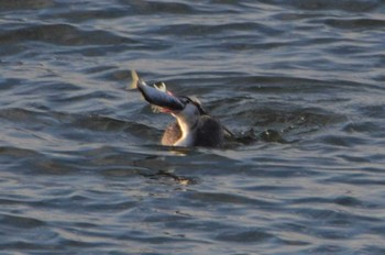 Great Crested Grebe Kasai Rinkai Park Sat, 12/29/2018