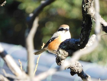 2022年12月23日(金) 新宿御苑の野鳥観察記録