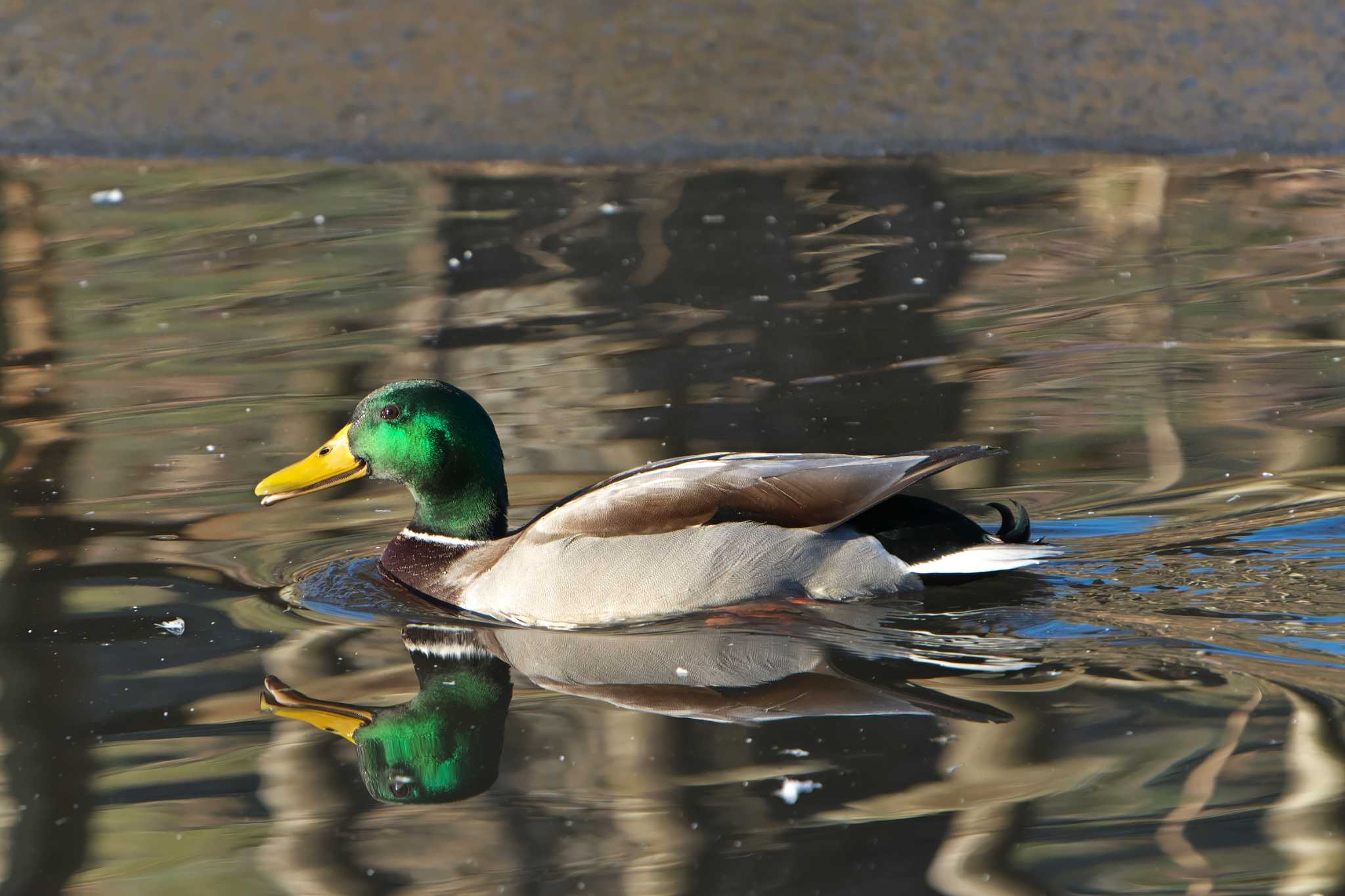 Mallard