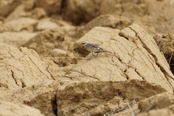 Eastern Yellow Wagtail Ishigaki Island Mon, 3/12/2018