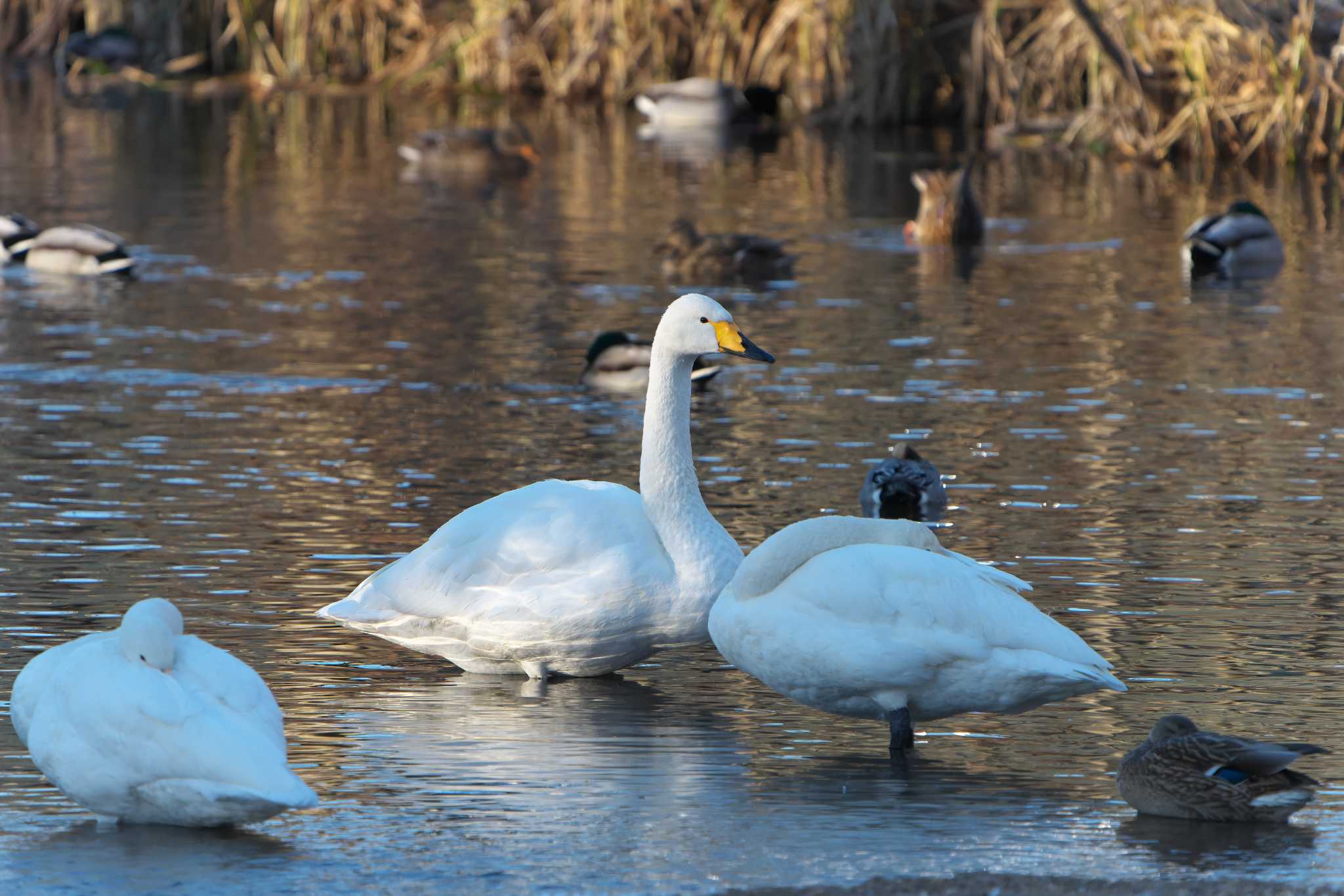 Whooper Swan