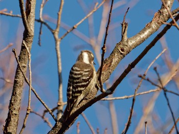 Japanese Pygmy Woodpecker 横浜市立金沢自然公園 Fri, 12/23/2022