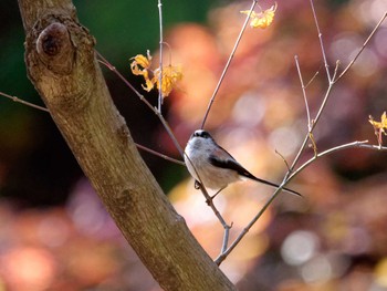 Long-tailed Tit 横浜市立金沢自然公園 Fri, 12/23/2022