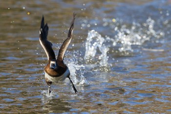 Ring-necked Duck 横浜 Fri, 12/23/2022