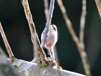 Long-tailed Tit 高崎自然の森 Fri, 12/23/2022