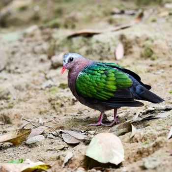 Common Emerald Dove キャンベルタウン野鳥の森 Tue, 5/18/2021