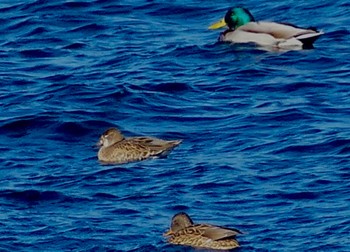 2022年12月23日(金) 狭山湖の野鳥観察記録