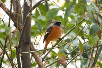 Daurian Redstart 東京都 Sat, 12/17/2022