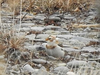 2022年12月12日(月) 別海町 野付半島の野鳥観察記録