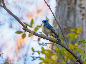 Red-flanked Bluetail Kitamoto Nature Observation Park Mon, 12/19/2022