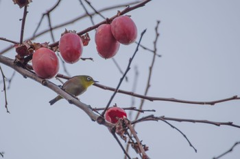 Warbling White-eye 都内市街地 Fri, 12/23/2022