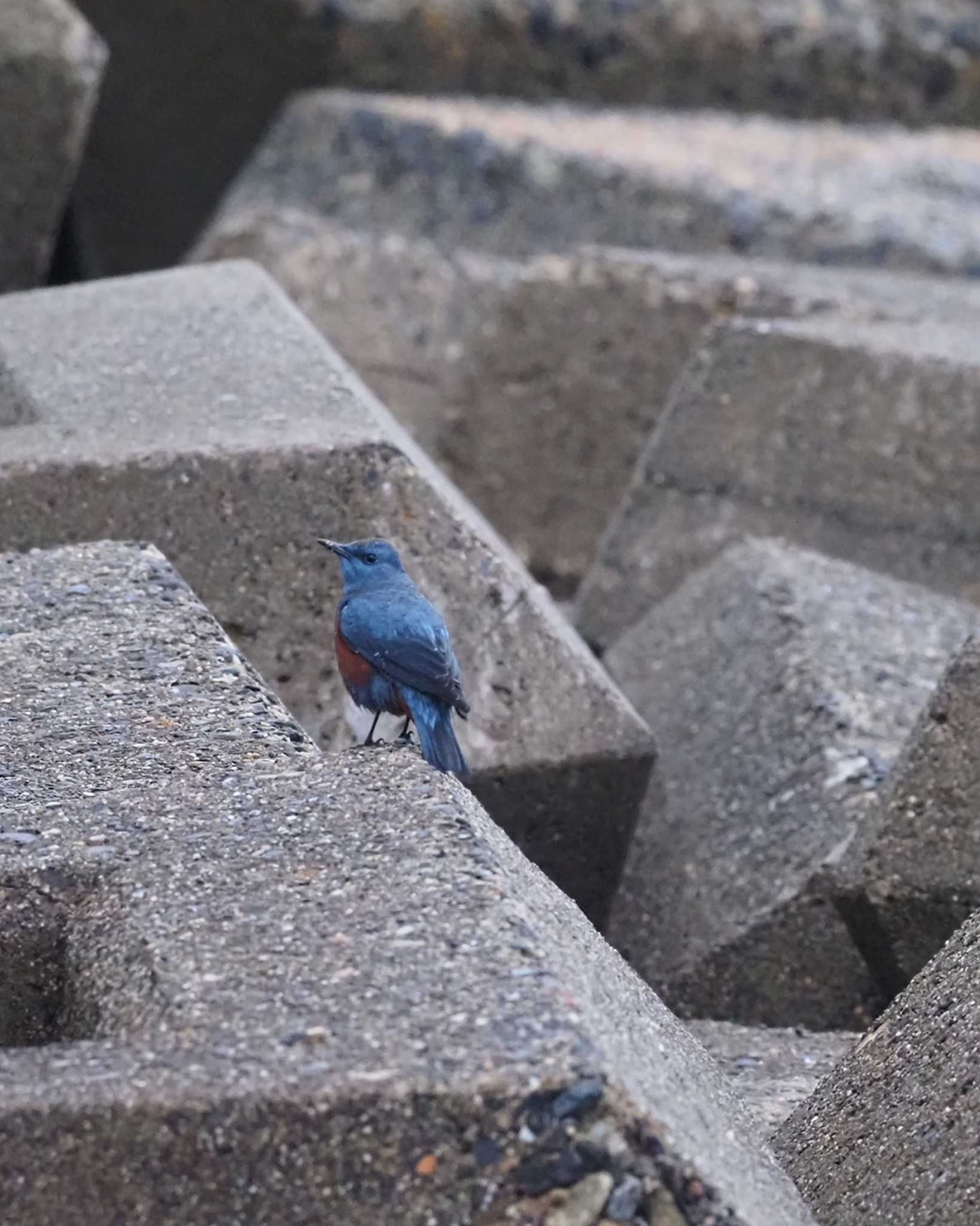 Blue Rock Thrush