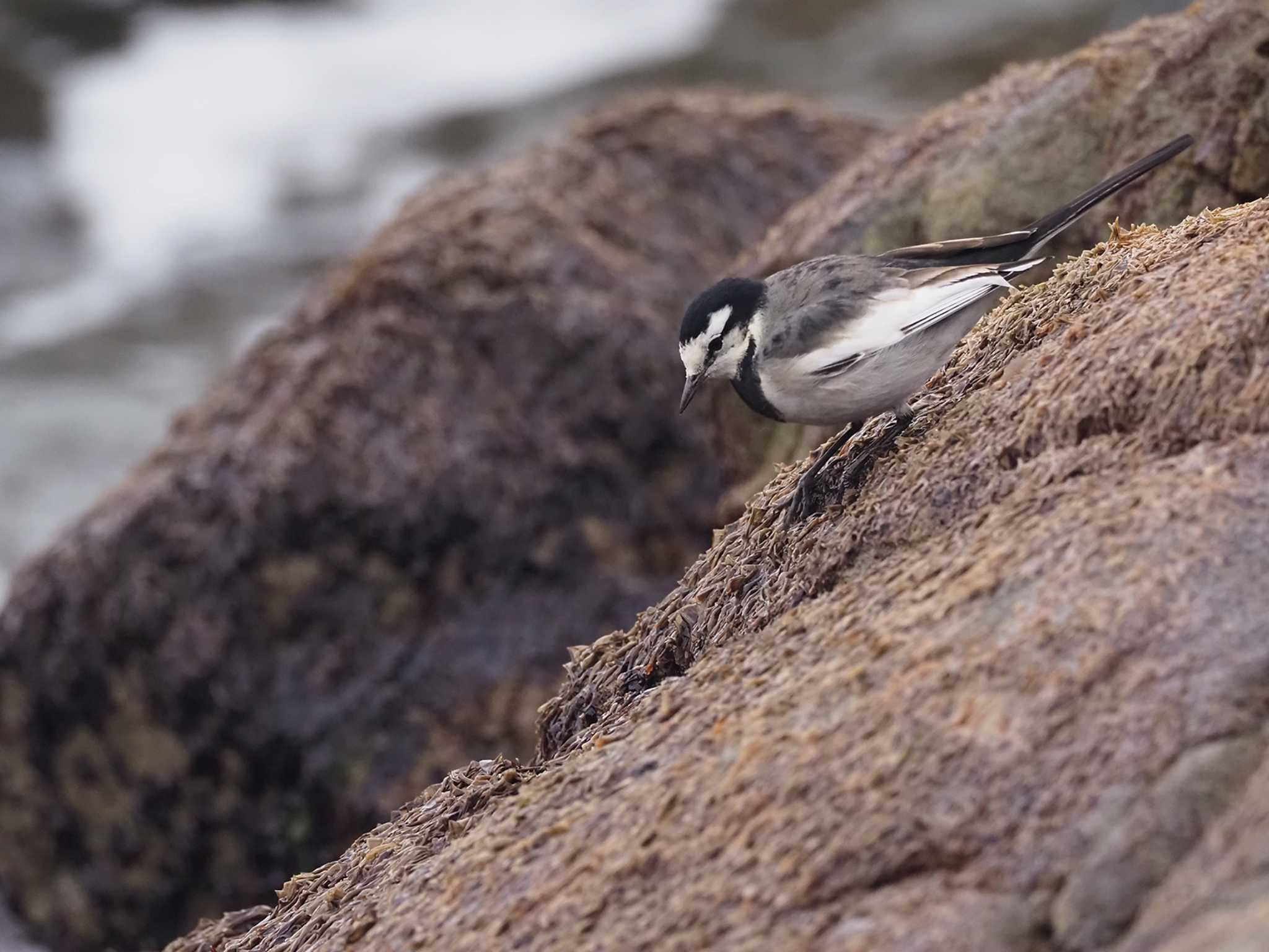 White Wagtail