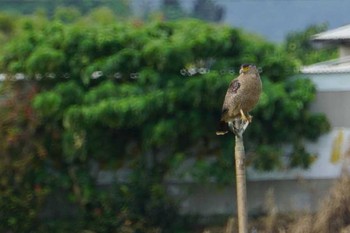 カンムリワシ 石垣島 2018年3月12日(月)